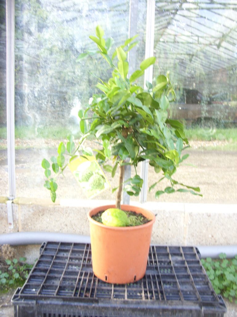 Citrus Hystrix “Kaffir Lime” Forest Plants and Trees