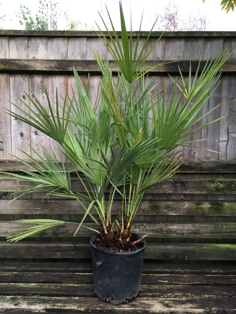 Chamaerops Humilis “Dwarf Fan Palm” | Forest Plants and Trees - Selling ...