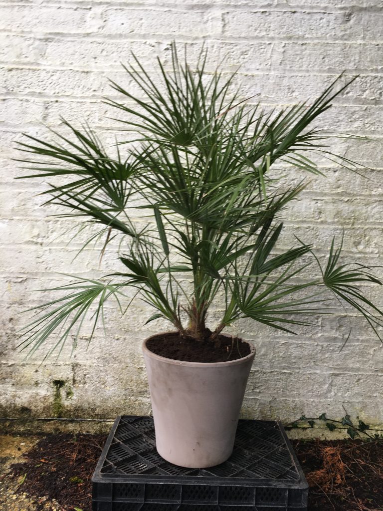 Chamaerops Humilis “Dwarf Fan Palm” | Forest Plants and Trees - Selling ...