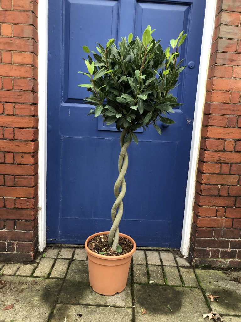 Double Spiral Bay Tree (Laurus Nobilis) | Forest Plants And Trees ...